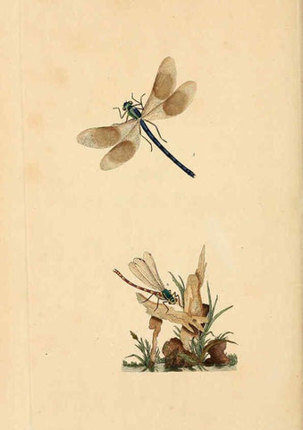 Reproducción/Reproduction 6069999125: The natural history of British insects. v.1. London :Printed for the author, and for F. and C. Rivington,1792-1813