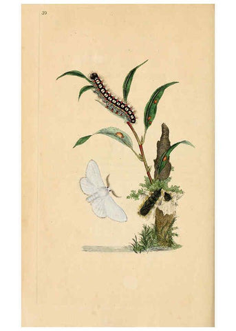 Reproducción/Reproduction 6070543090: The natural history of British insects. v.1. London :Printed for the author, and for F. and C. Rivington,1792-1813