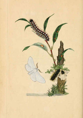 Reproducción/Reproduction 6070543090: The natural history of British insects. v.1. London :Printed for the author, and for F. and C. Rivington,1792-1813