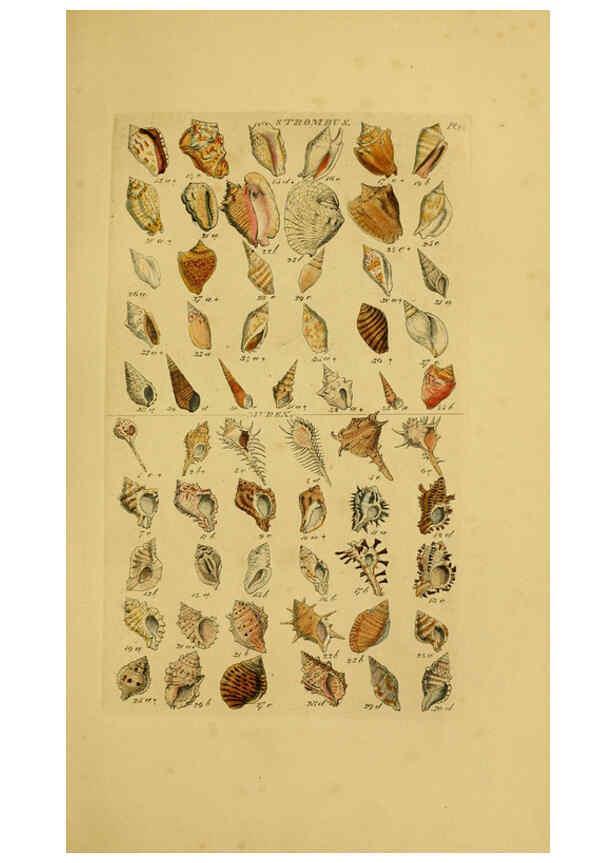 Reproducción/Reproduction 6072684053: Index testaceologicus London,Willis and Sotheran,1856