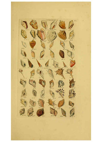 Reproducción/Reproduction 6072684053: Index testaceologicus London,Willis and Sotheran,1856
