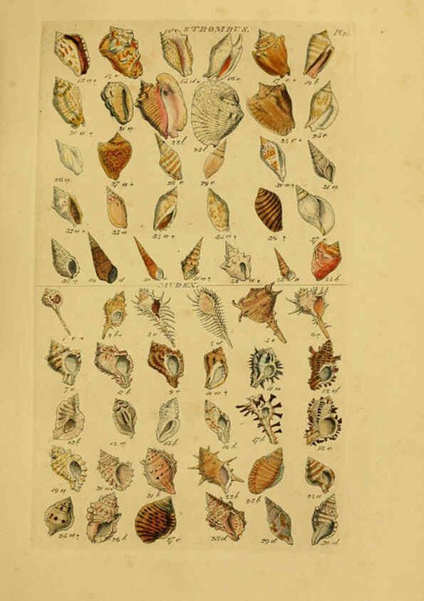 Reproducción/Reproduction 6072684053: Index testaceologicus London,Willis and Sotheran,1856