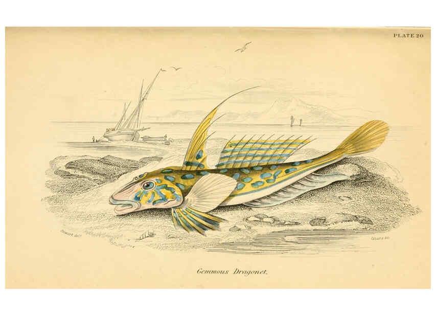 Reproducción/Reproduction 6073110022: The natural history of British fishes. v.1. Edinburgh,W. H. Lizars; [etc.]1843
