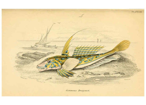 Reproducción/Reproduction 6073110022: The natural history of British fishes. v.1. Edinburgh,W. H. Lizars; [etc.]1843