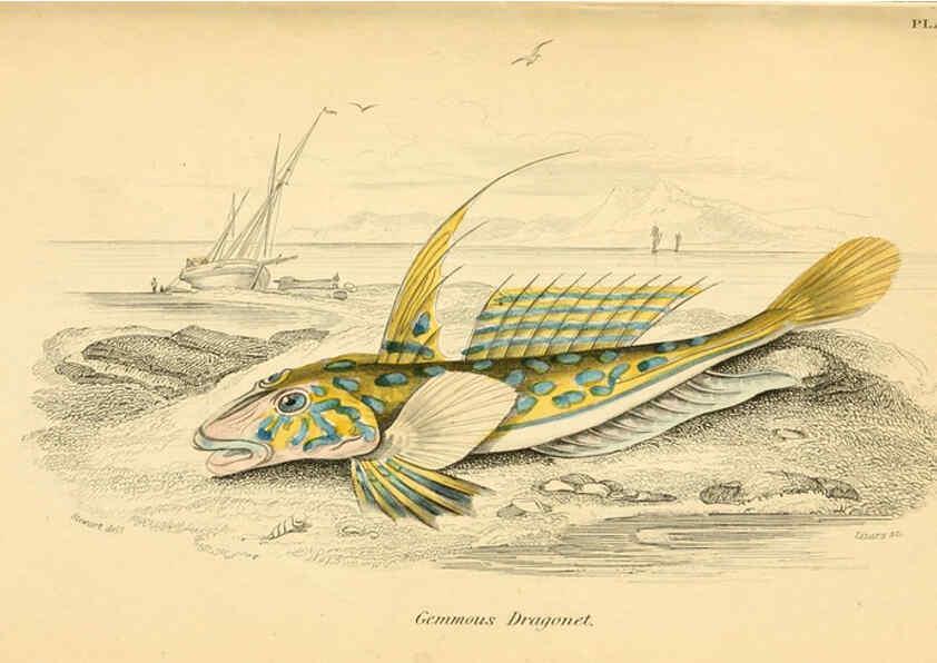 Reproducción/Reproduction 6073110022: The natural history of British fishes. v.1. Edinburgh,W. H. Lizars; [etc.]1843