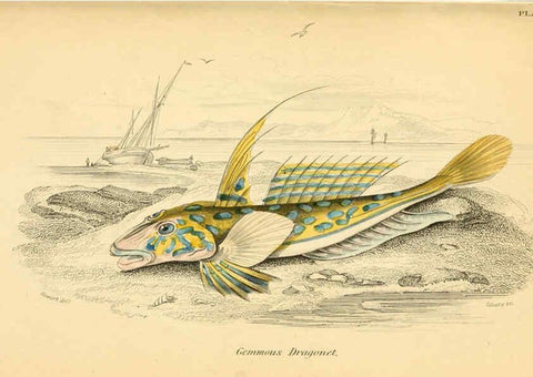 Reproducción/Reproduction 6073110022: The natural history of British fishes. v.1. Edinburgh,W. H. Lizars; [etc.]1843