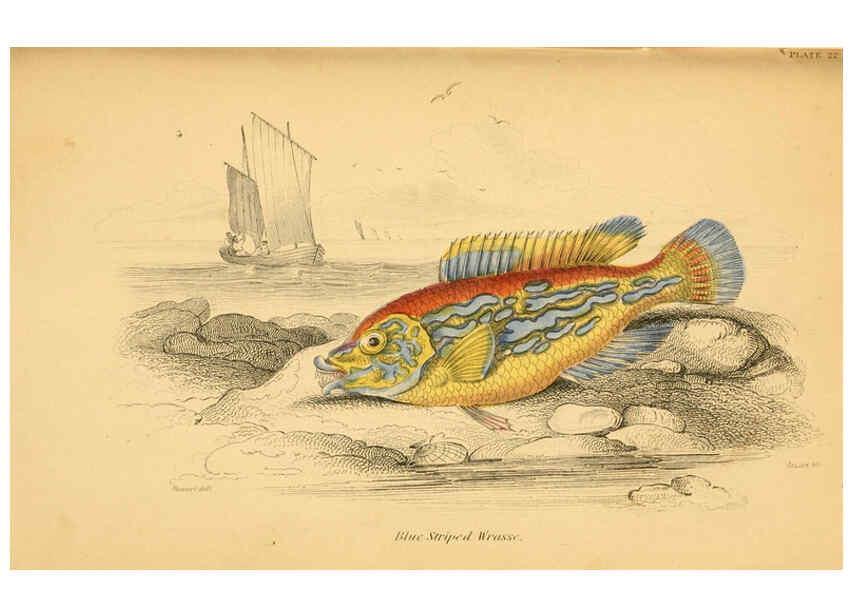 Reproducción/Reproduction 6072568633: The natural history of British fishes. v.1. Edinburgh,W. H. Lizars; [etc.]1843