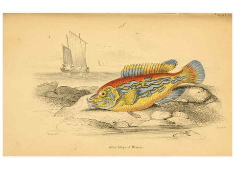 Reproducción/Reproduction 6072568633: The natural history of British fishes. v.1. Edinburgh,W. H. Lizars; [etc.]1843