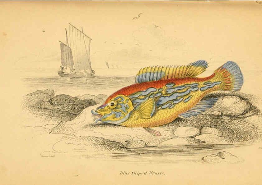 Reproducción/Reproduction 6072568633: The natural history of British fishes. v.1. Edinburgh,W. H. Lizars; [etc.]1843