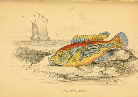 Reproducción/Reproduction 6072568633: The natural history of British fishes. v.1. Edinburgh,W. H. Lizars; [etc.]1843