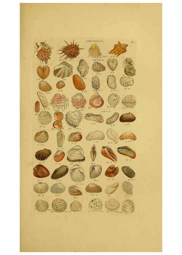 Reproducción/Reproduction 6072679543: Index testaceologicus London,Willis and Sotheran,1856