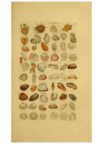 Reproducción/Reproduction 6072679543: Index testaceologicus London,Willis and Sotheran,1856