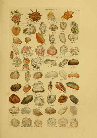 Reproducción/Reproduction 6072679543: Index testaceologicus London,Willis and Sotheran,1856