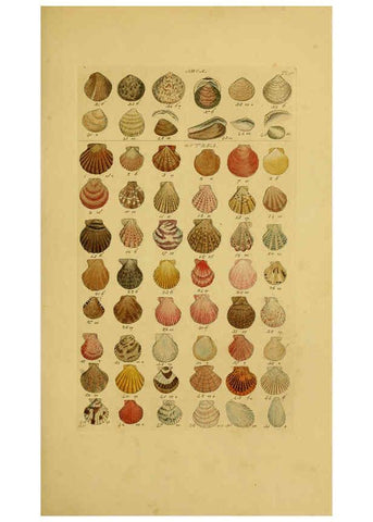 Reproducción/Reproduction 6073220898: Index testaceologicus London,Willis and Sotheran,1856