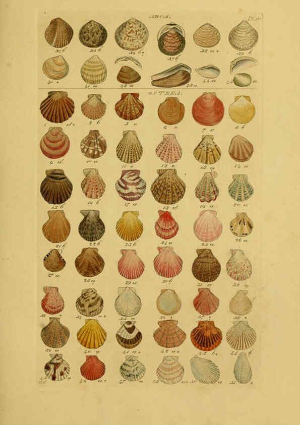 Reproducción/Reproduction 6073220898: Index testaceologicus London,Willis and Sotheran,1856