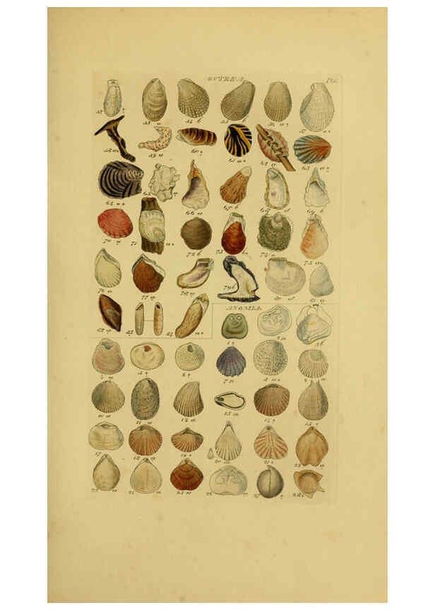 Reproducción/Reproduction 6073221200: Index testaceologicus London,Willis and Sotheran,1856