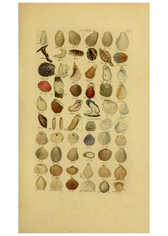 Reproducción/Reproduction 6073221200: Index testaceologicus London,Willis and Sotheran,1856