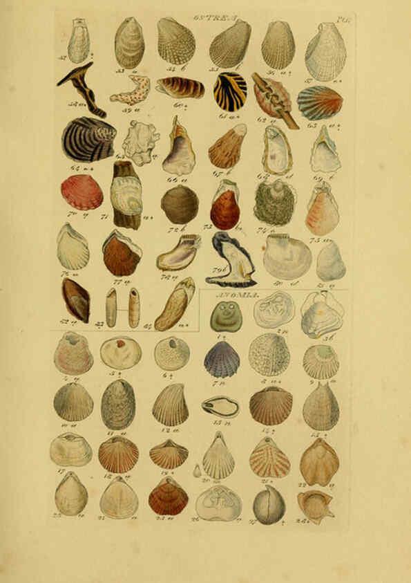 Reproducción/Reproduction 6073221200: Index testaceologicus London,Willis and Sotheran,1856