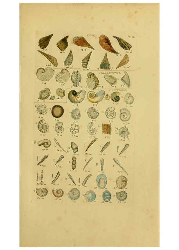 Reproducción/Reproduction 6073221794: Index testaceologicus London,Willis and Sotheran,1856