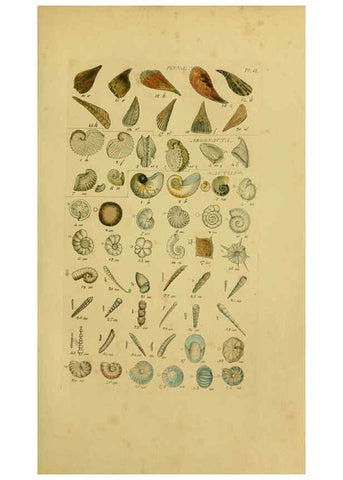 Reproducción/Reproduction 6073221794: Index testaceologicus London,Willis and Sotheran,1856