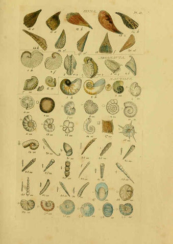 Reproducción/Reproduction 6073221794: Index testaceologicus London,Willis and Sotheran,1856