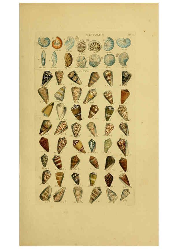 Reproducción/Reproduction 6073222096: Index testaceologicus London,Willis and Sotheran,1856
