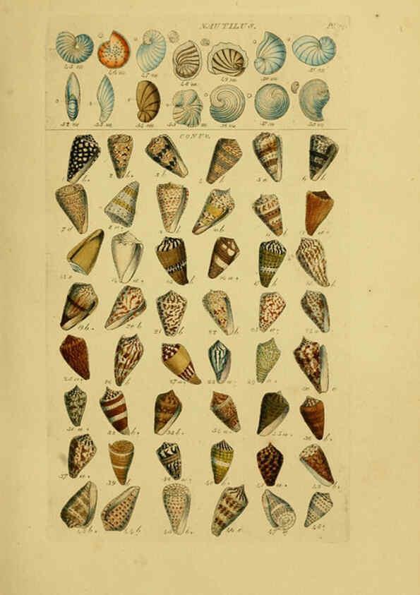 Reproducción/Reproduction 6073222096: Index testaceologicus London,Willis and Sotheran,1856