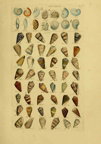 Reproducción/Reproduction 6073222096: Index testaceologicus London,Willis and Sotheran,1856