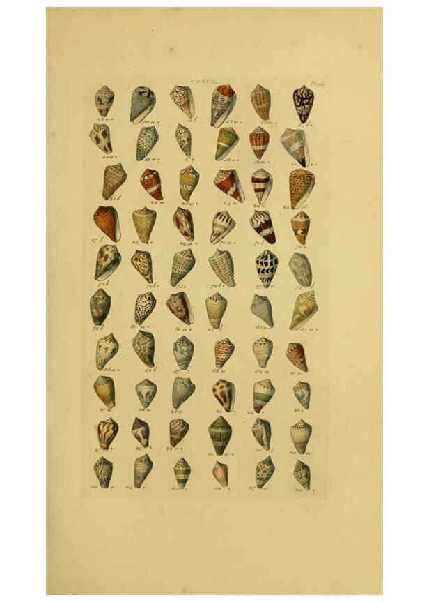 Reproducción/Reproduction 6072681257: Index testaceologicus London,Willis and Sotheran,1856