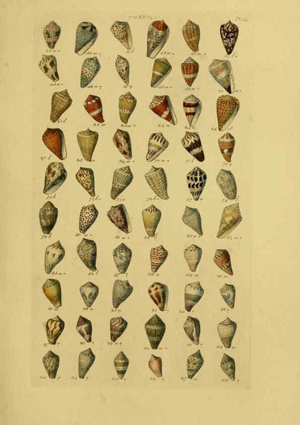 Reproducción/Reproduction 6072681257: Index testaceologicus London,Willis and Sotheran,1856