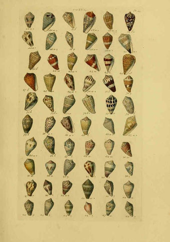 Reproducción/Reproduction 6072681257: Index testaceologicus London,Willis and Sotheran,1856