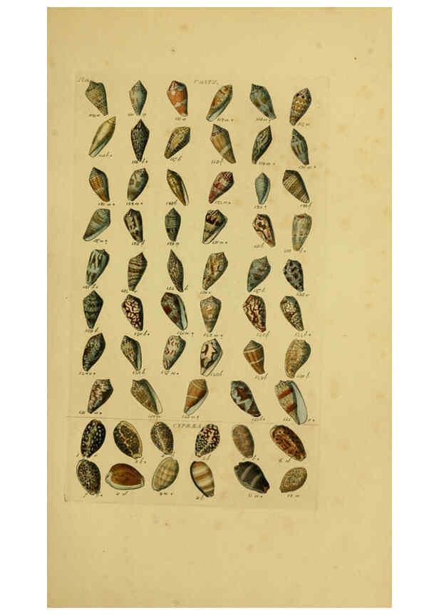 Reproducción/Reproduction 6072681549: Index testaceologicus London,Willis and Sotheran,1856