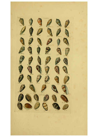 Reproducción/Reproduction 6072681549: Index testaceologicus London,Willis and Sotheran,1856