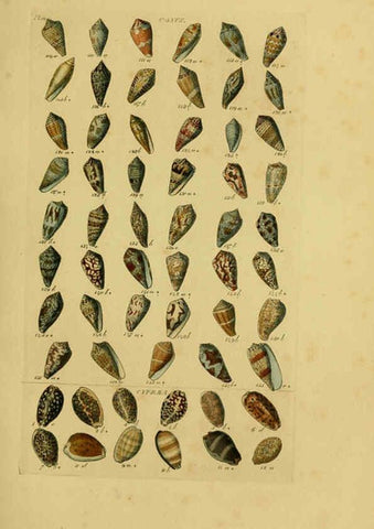 Reproducción/Reproduction 6072681549: Index testaceologicus London,Willis and Sotheran,1856