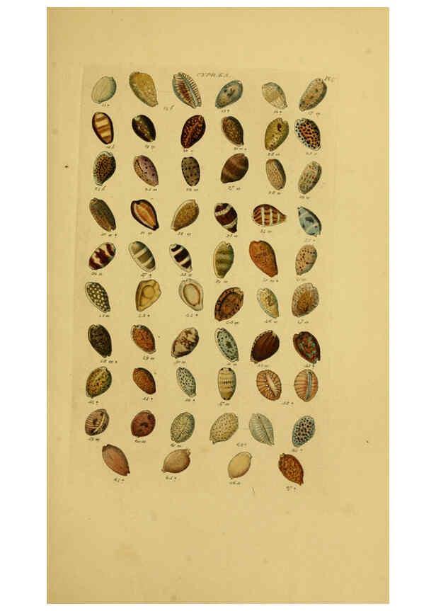 Reproducción/Reproduction 6072681765: Index testaceologicus London,Willis and Sotheran,1856