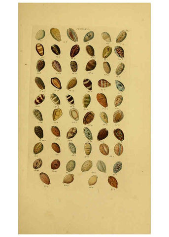 Reproducción/Reproduction 6072681765: Index testaceologicus London,Willis and Sotheran,1856