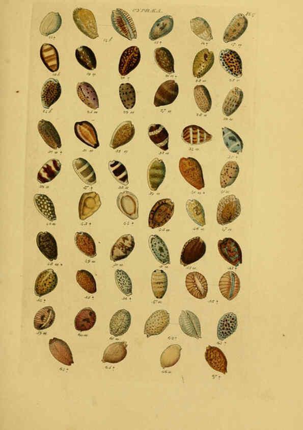 Reproducción/Reproduction 6072681765: Index testaceologicus London,Willis and Sotheran,1856