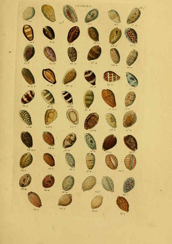Reproducción/Reproduction 6072681765: Index testaceologicus London,Willis and Sotheran,1856