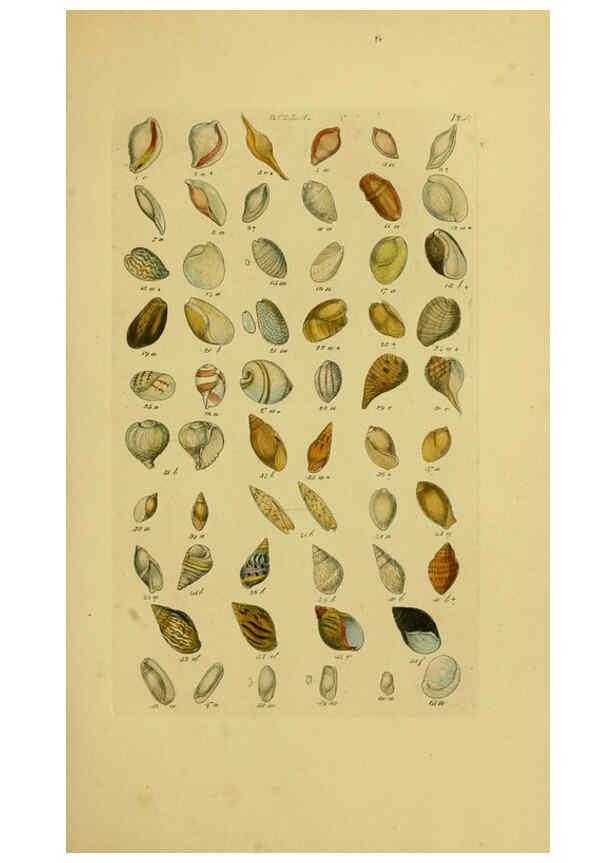 Reproducción/Reproduction 6073223284: Index testaceologicus London,Willis and Sotheran,1856