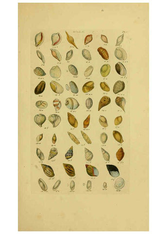 Reproducción/Reproduction 6073223284: Index testaceologicus London,Willis and Sotheran,1856