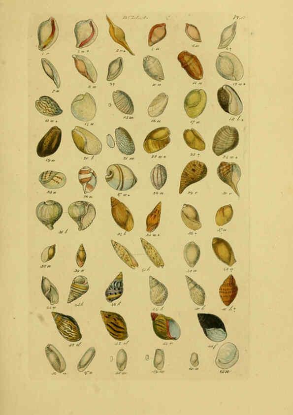 Reproducción/Reproduction 6073223284: Index testaceologicus London,Willis and Sotheran,1856