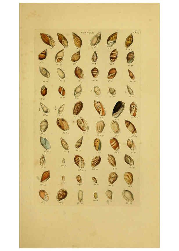 Reproducción/Reproduction 6073223474: Index testaceologicus London,Willis and Sotheran,1856