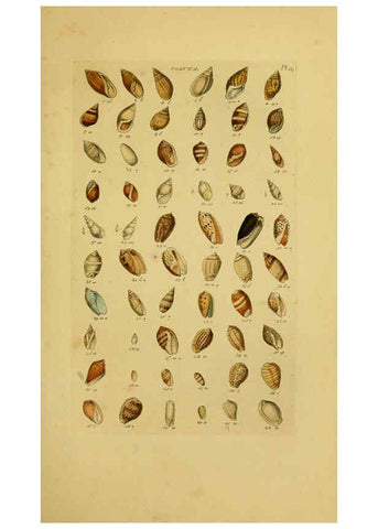 Reproducción/Reproduction 6073223474: Index testaceologicus London,Willis and Sotheran,1856