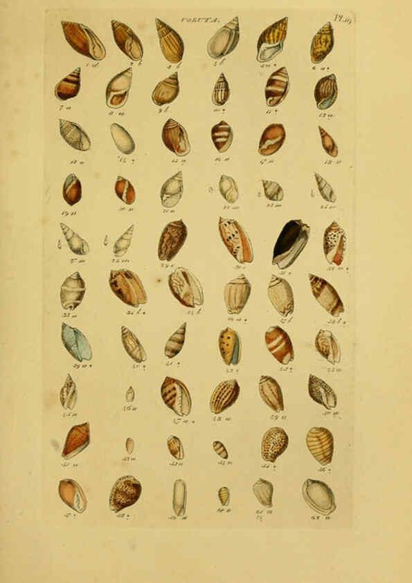 Reproducción/Reproduction 6073223474: Index testaceologicus London,Willis and Sotheran,1856