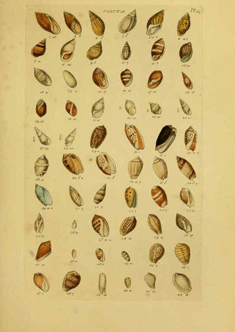 Reproducción/Reproduction 6073223474: Index testaceologicus London,Willis and Sotheran,1856