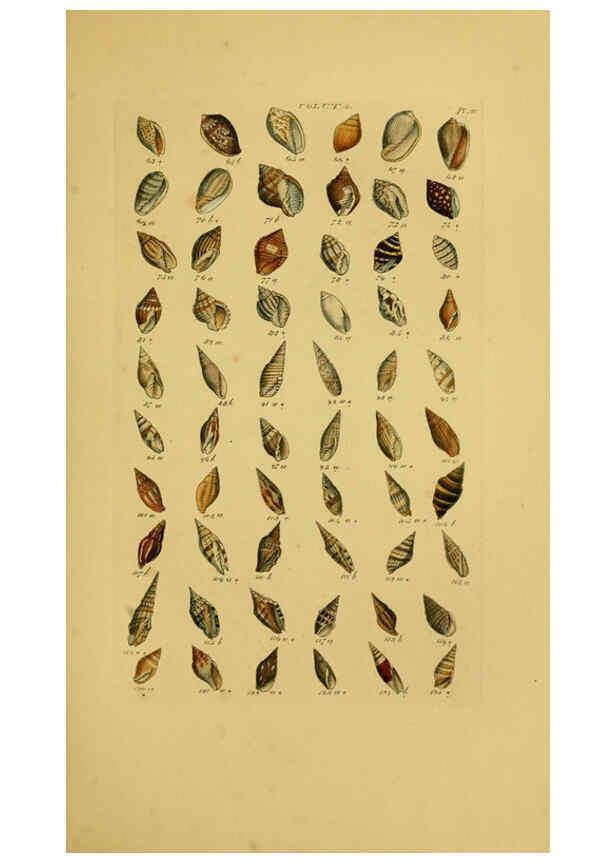 Reproducción/Reproduction 6073223704: Index testaceologicus London,Willis and Sotheran,1856