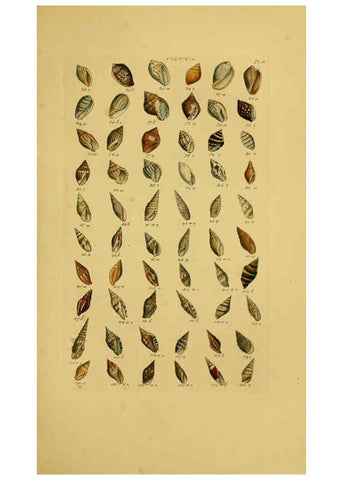 Reproducción/Reproduction 6073223704: Index testaceologicus London,Willis and Sotheran,1856
