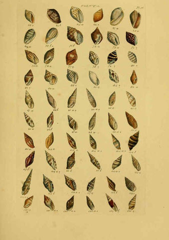 Reproducción/Reproduction 6073223704: Index testaceologicus London,Willis and Sotheran,1856