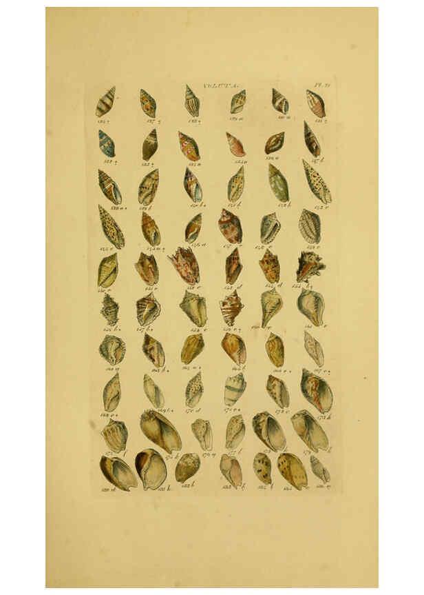 Reproducción/Reproduction 6072682761: Index testaceologicus London,Willis and Sotheran,1856