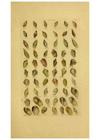 Reproducción/Reproduction 6072682761: Index testaceologicus London,Willis and Sotheran,1856